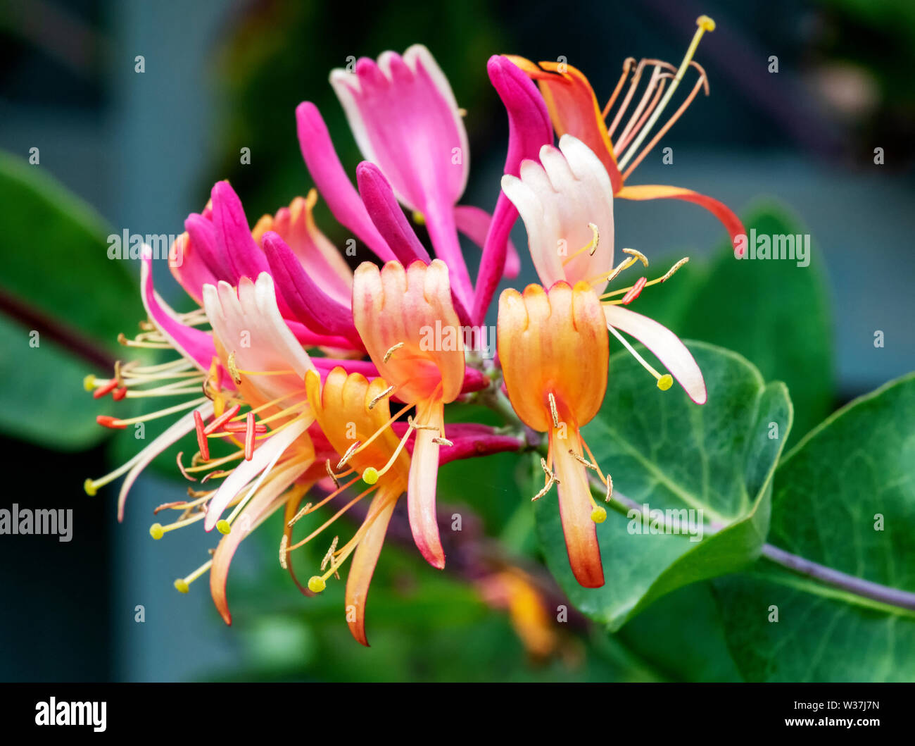 Beautiful fragrant Honeysuckle flower, (Lonicera periclymenum),  in full bloom Stock Photo