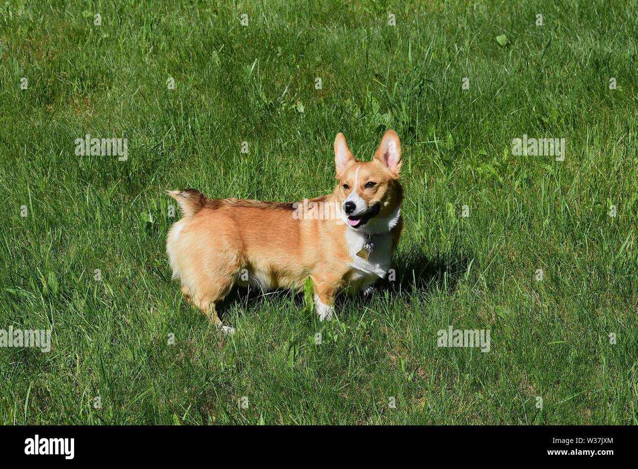 A red sable Pembroke Welsh Stock Photo Alamy