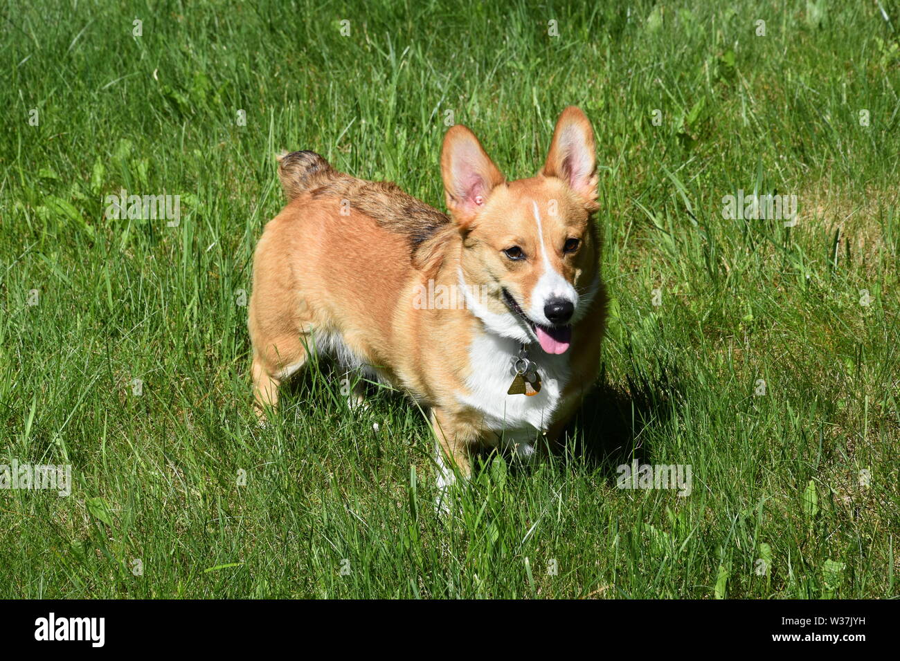 A red sable Pembroke Welsh Stock Photo Alamy