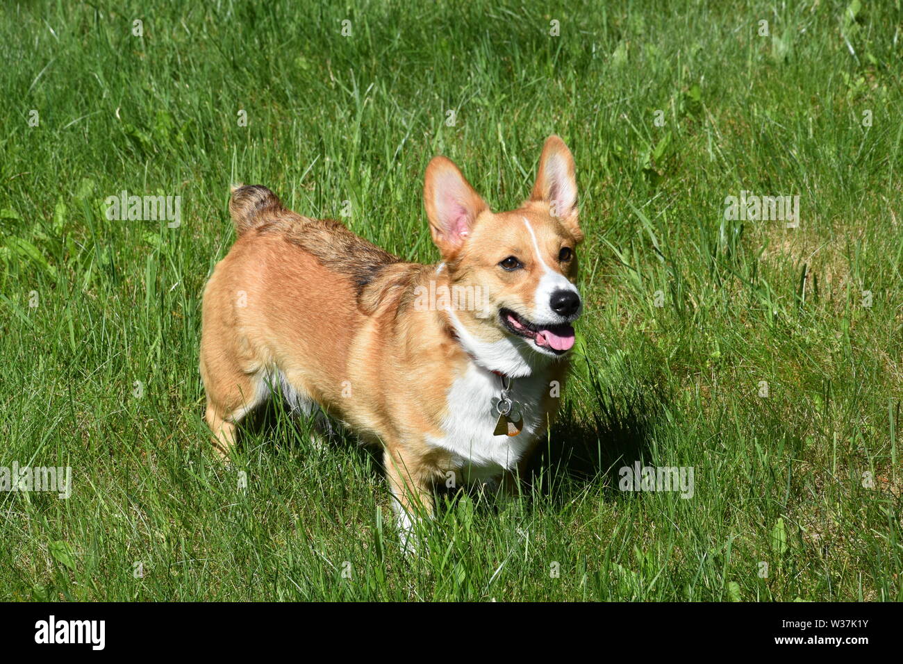 sable corgis