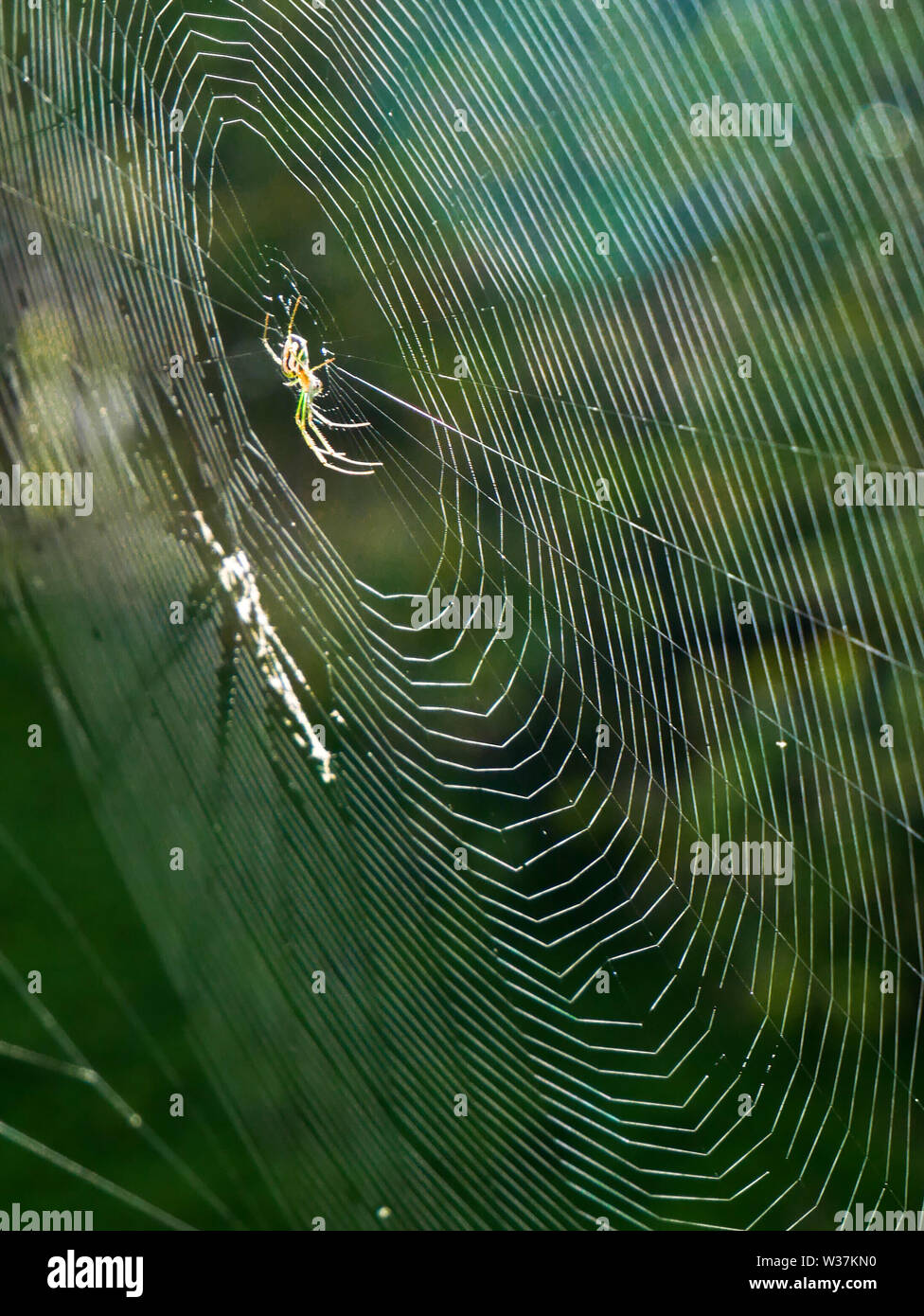 an spider on the web with blurred background vertical orientation Stock Photo