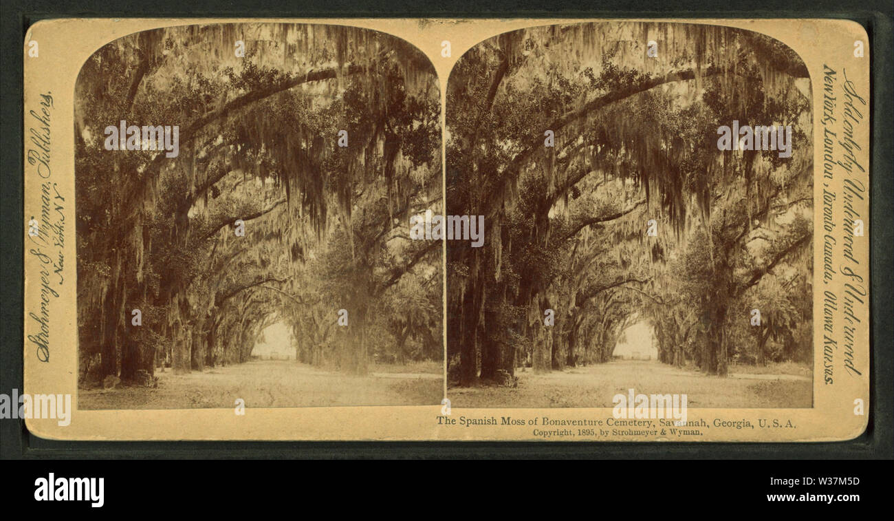 The Spanish Moss of Bonaventure Cemetery, Savannah, Ga, from Robert N