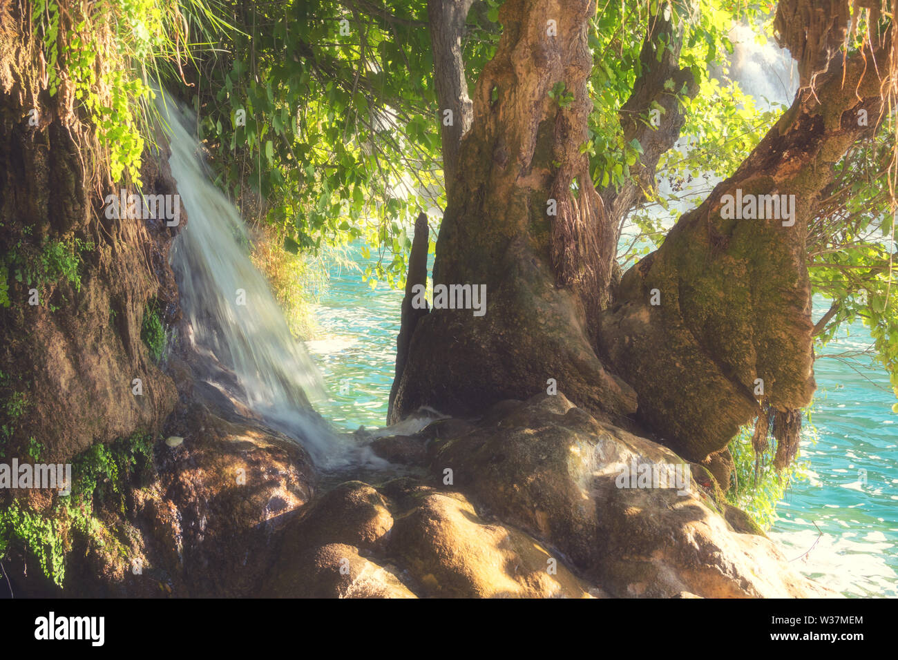 Wonders of nature - bizarre tree, stone and waterfall Stock Photo