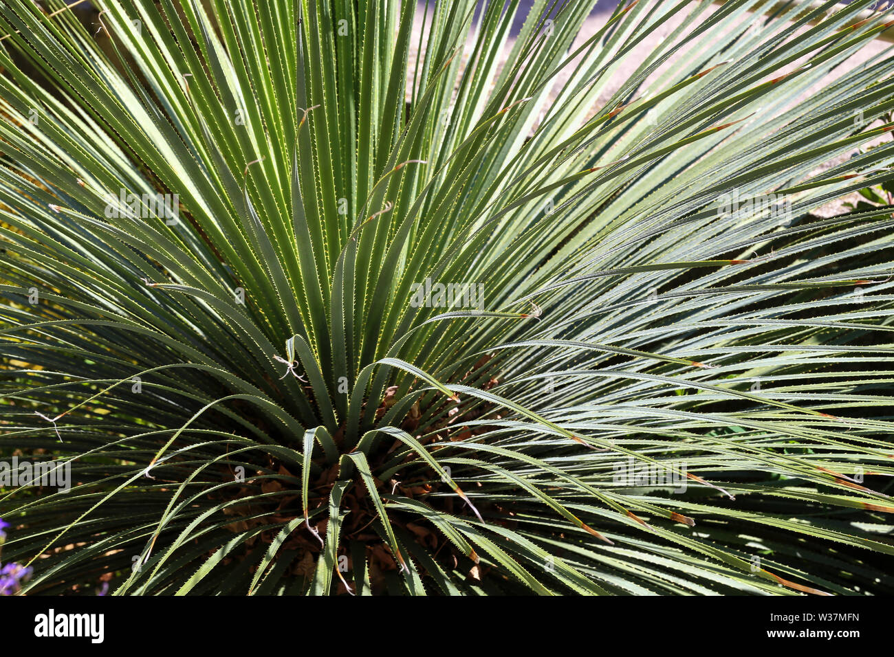 Dasylirion wheeleri. Desert Mexican plant with spiked long leaves. Beautiful green floral background. Stock Photo