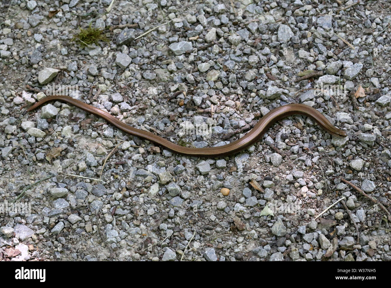 A small snake crawls the road out of gravel Stock Photo Alamy