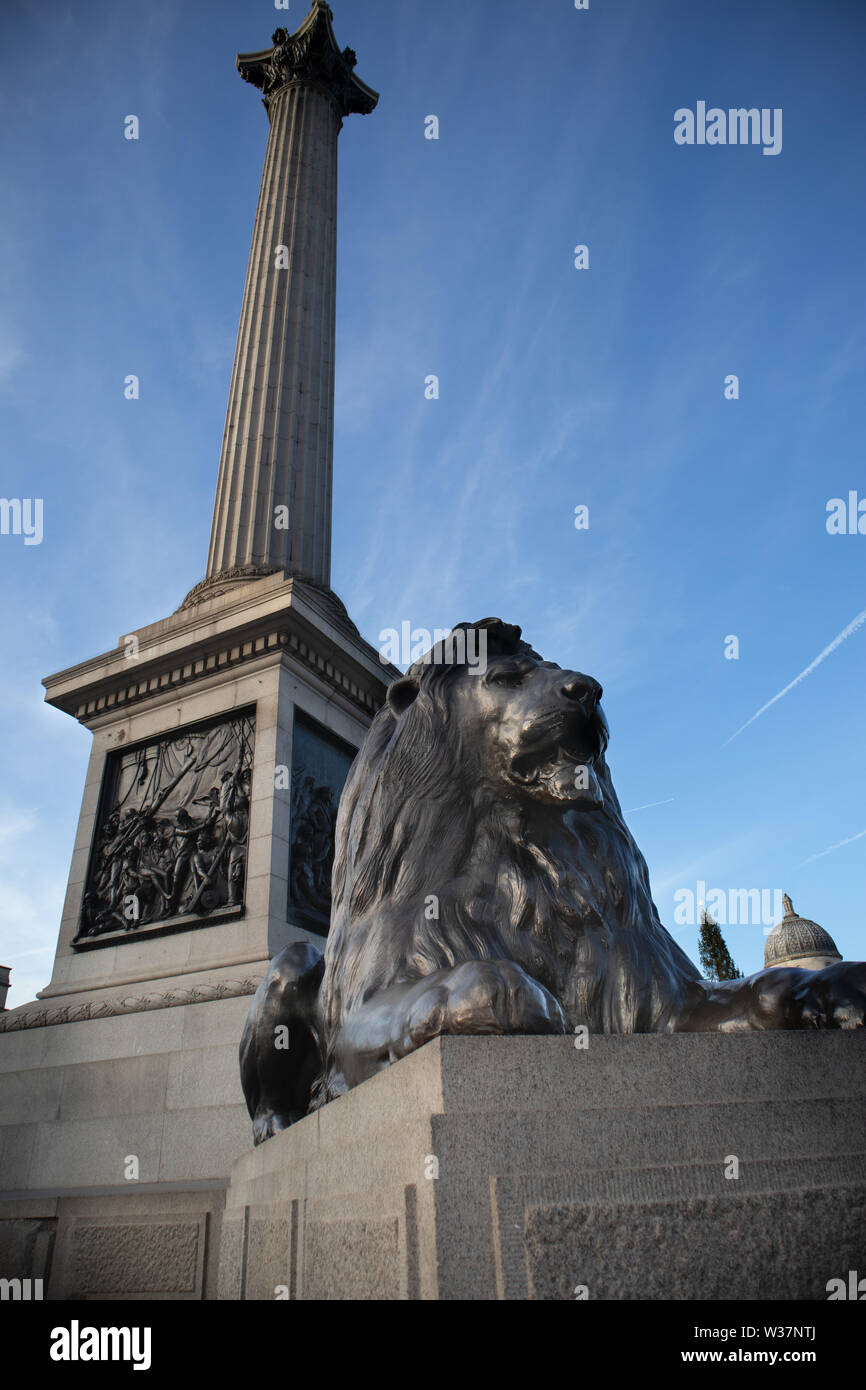 Bronze Lion representing dignity and strength, guarding one of the four corners of the Nelson Column Trafalgar Square London Stock Photo