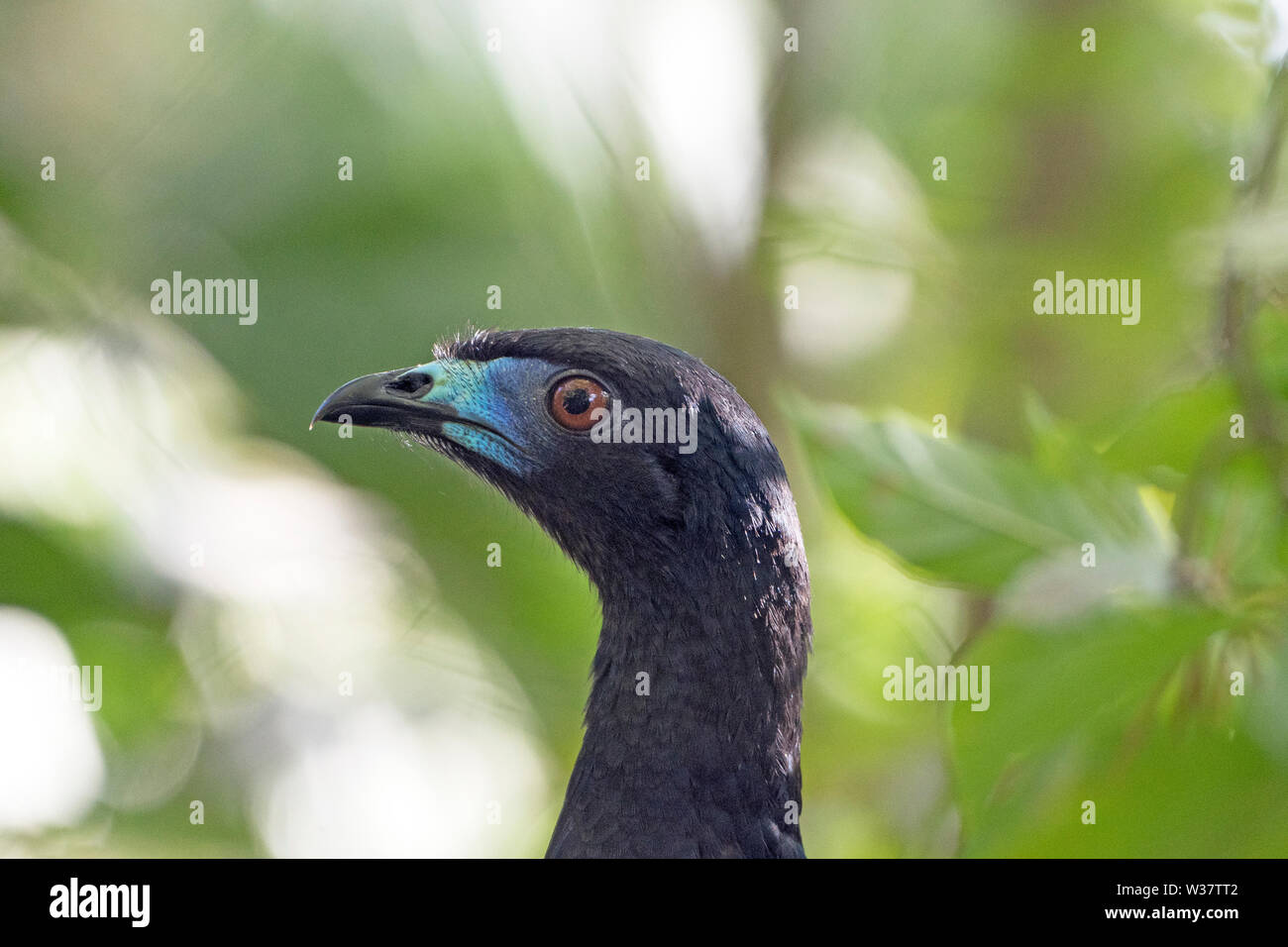 Close up of a Black Guan near Monteverde, Costa Rica Stock Photo