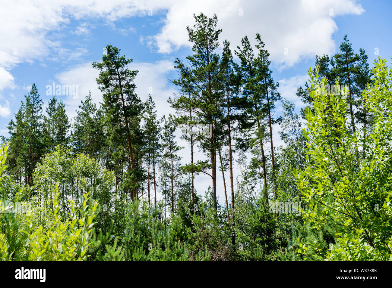 Green pine trees hi-res stock photography and images - Alamy