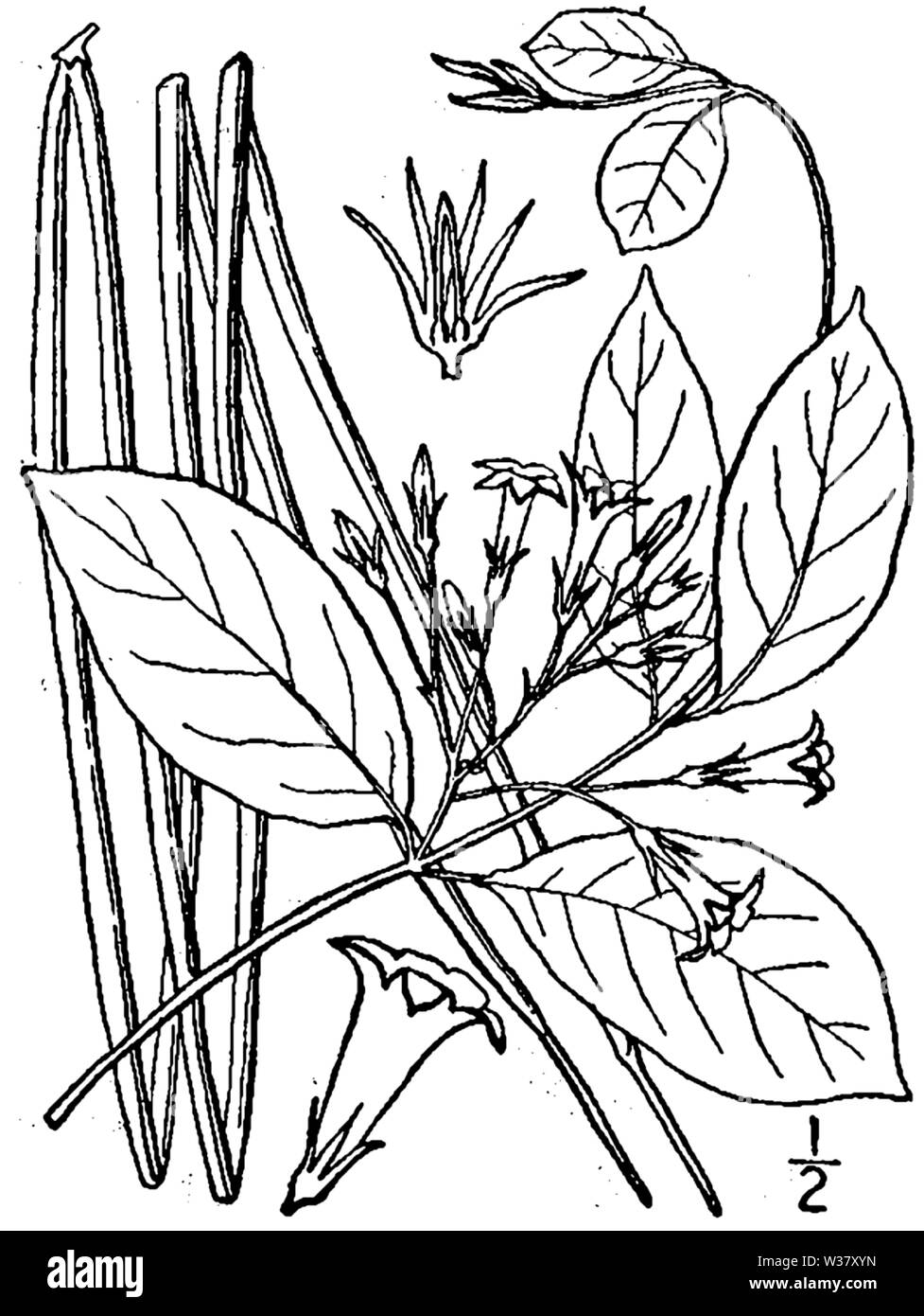Botanical illustration of Trachelospermum difforme from 1913. Stock Photo