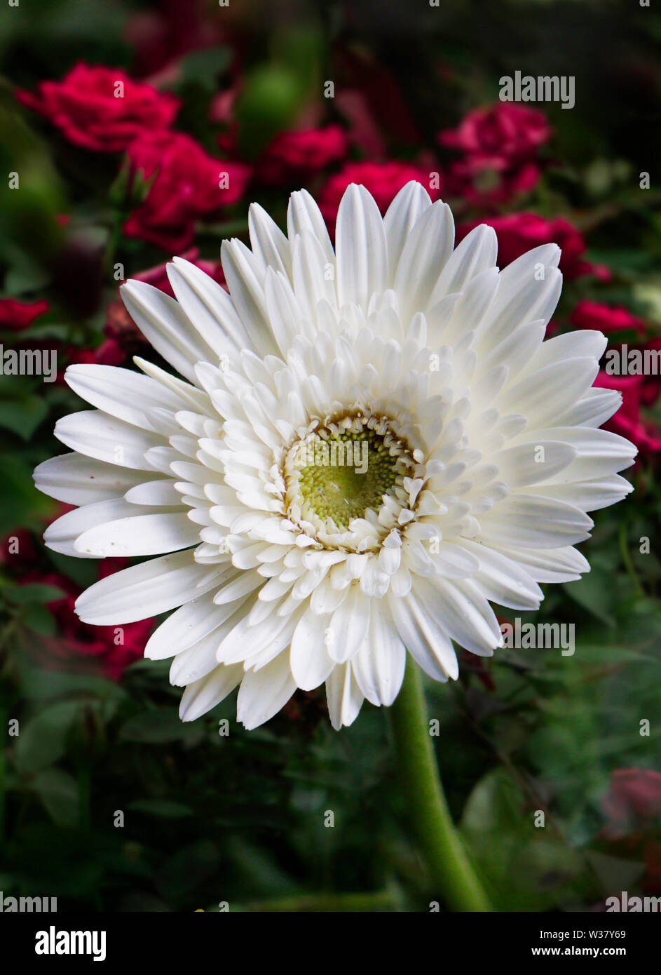 Isolated White Flower HD Image close-up on house garden Stock Photo