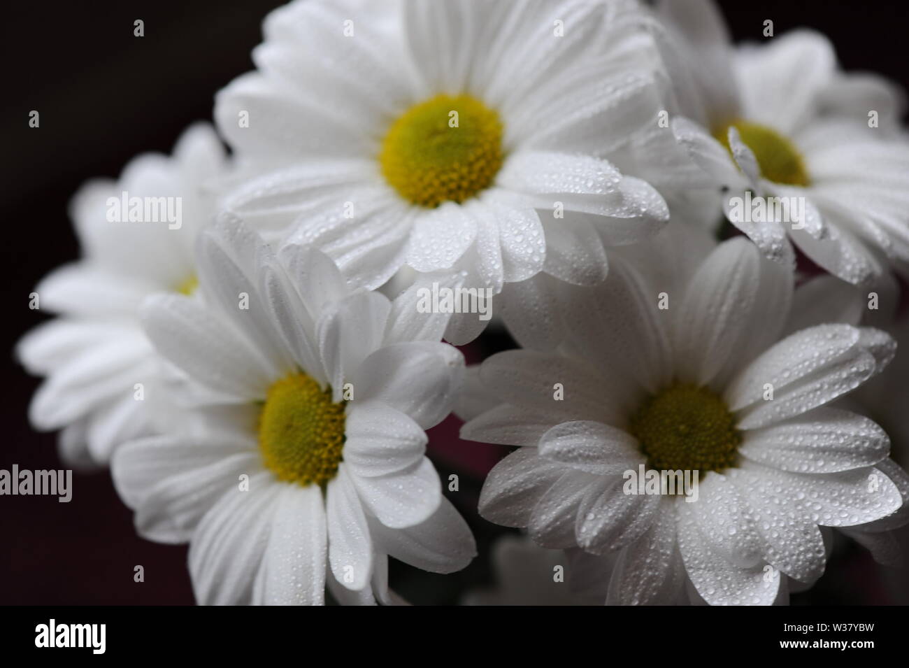 Fresh white daisy flowers covered in dew Stock Photo