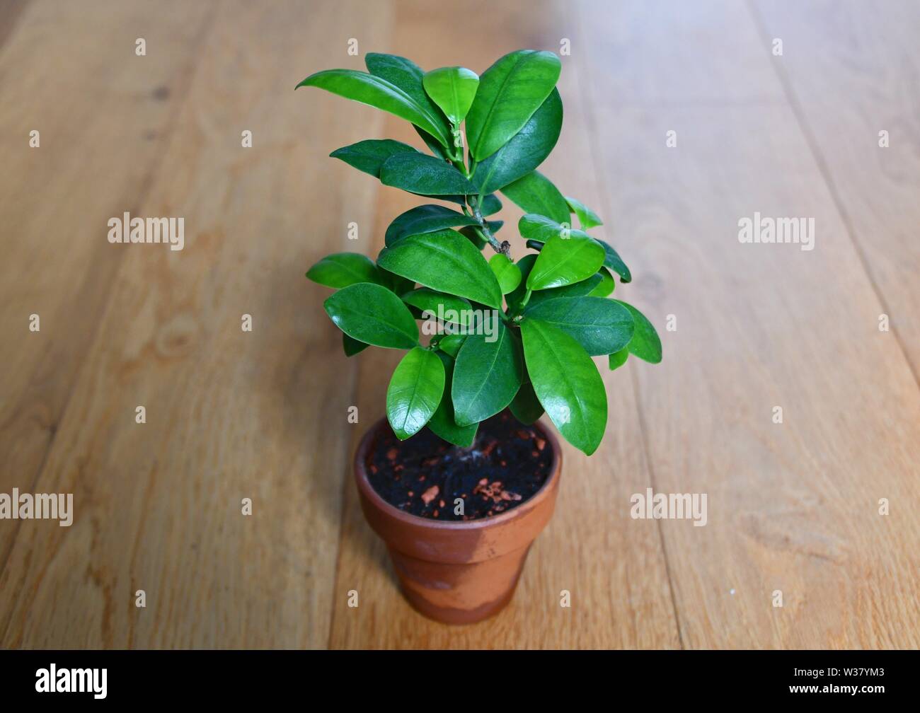 Ficus Ginseng grwon from a cutting that developed into a Shohin Bonsai