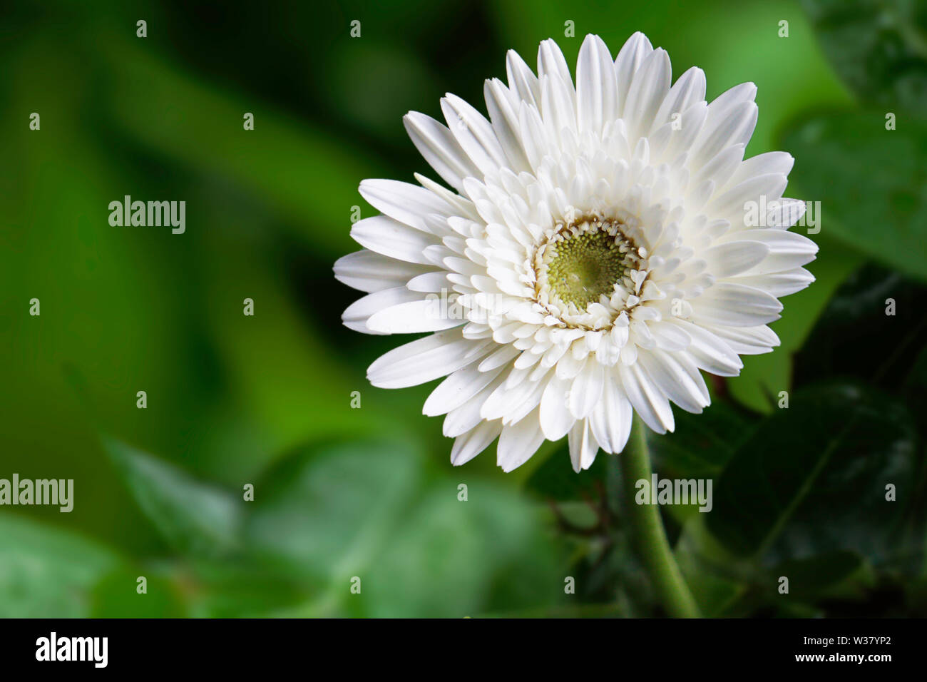 White Flower HD Image on Nursery garden Stock Photo
