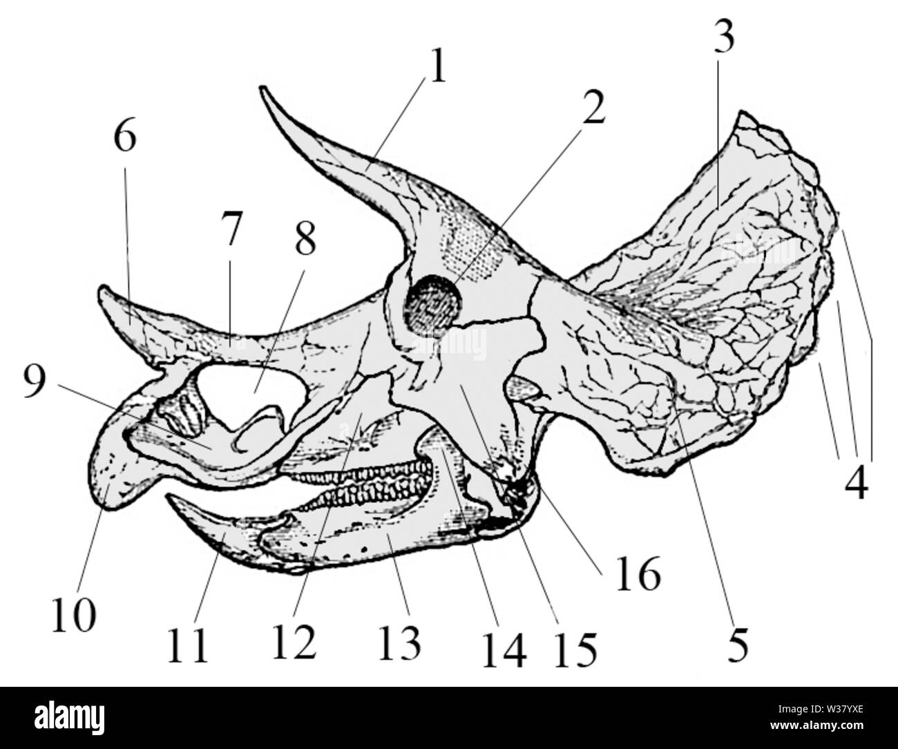 Triceratops prorsus old skull003 Stock Photo - Alamy