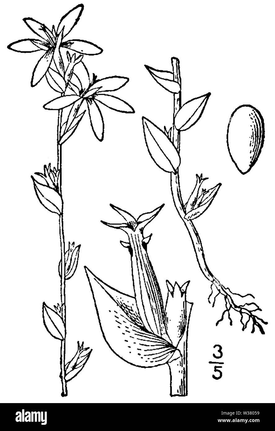 Triodanis perfoliata biflora BB-1913 Stock Photo