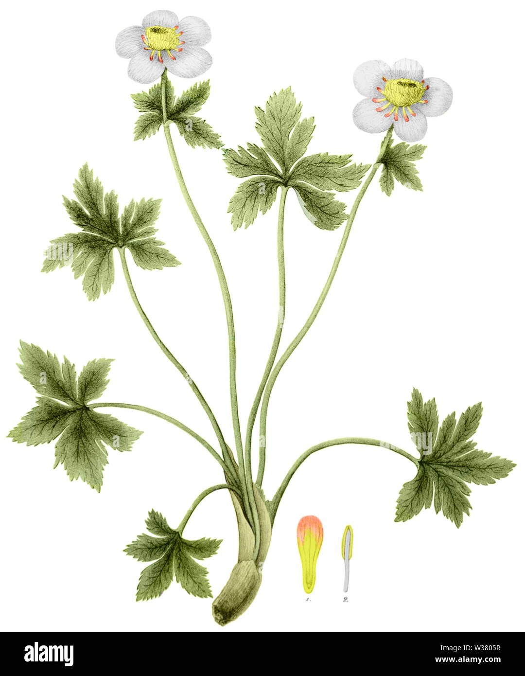 Trollius laxus, Torrey's Flora of NY 1-03 Stock Photo