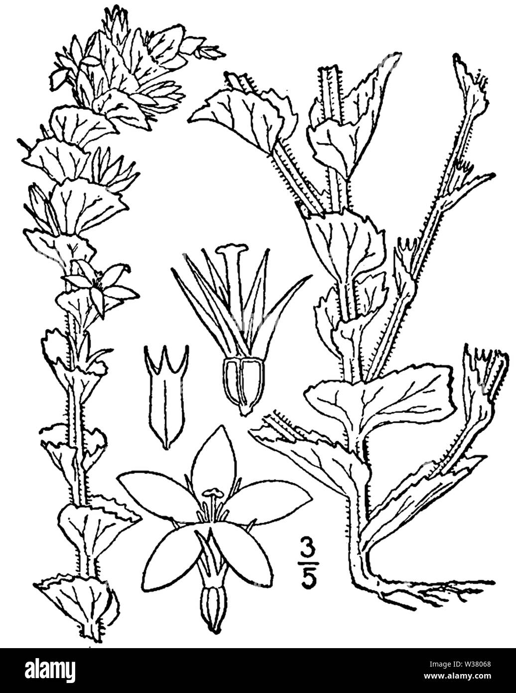 Botanical illustration of Triodanis perfoliata from 1913. Stock Photo