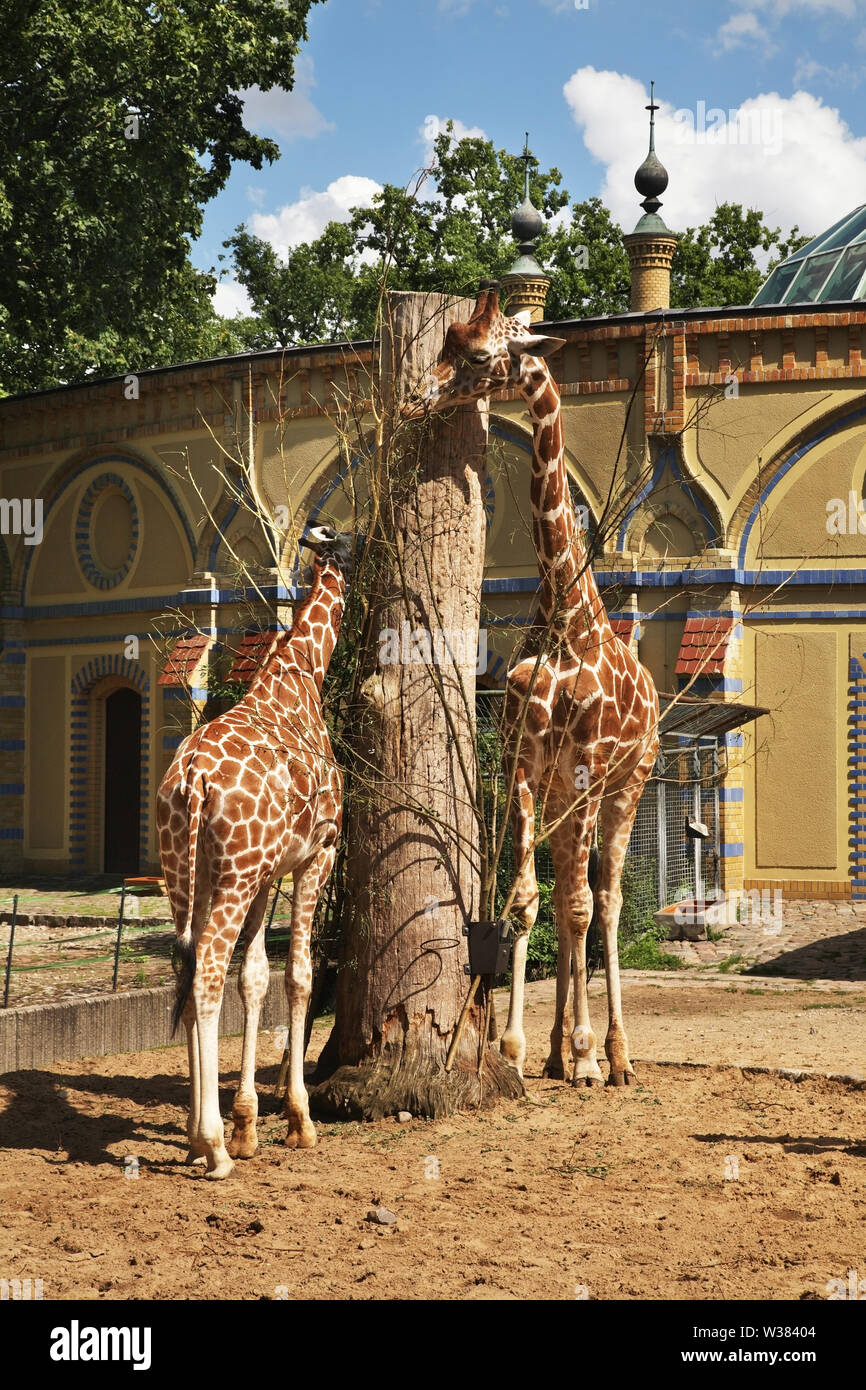 Berlin Zoological Garden Germany Stock Photo 260178244 Alamy