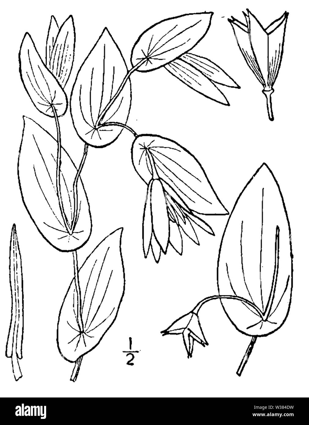 Botanical illustration of Uvularia perfoliata from 1913. Stock Photo