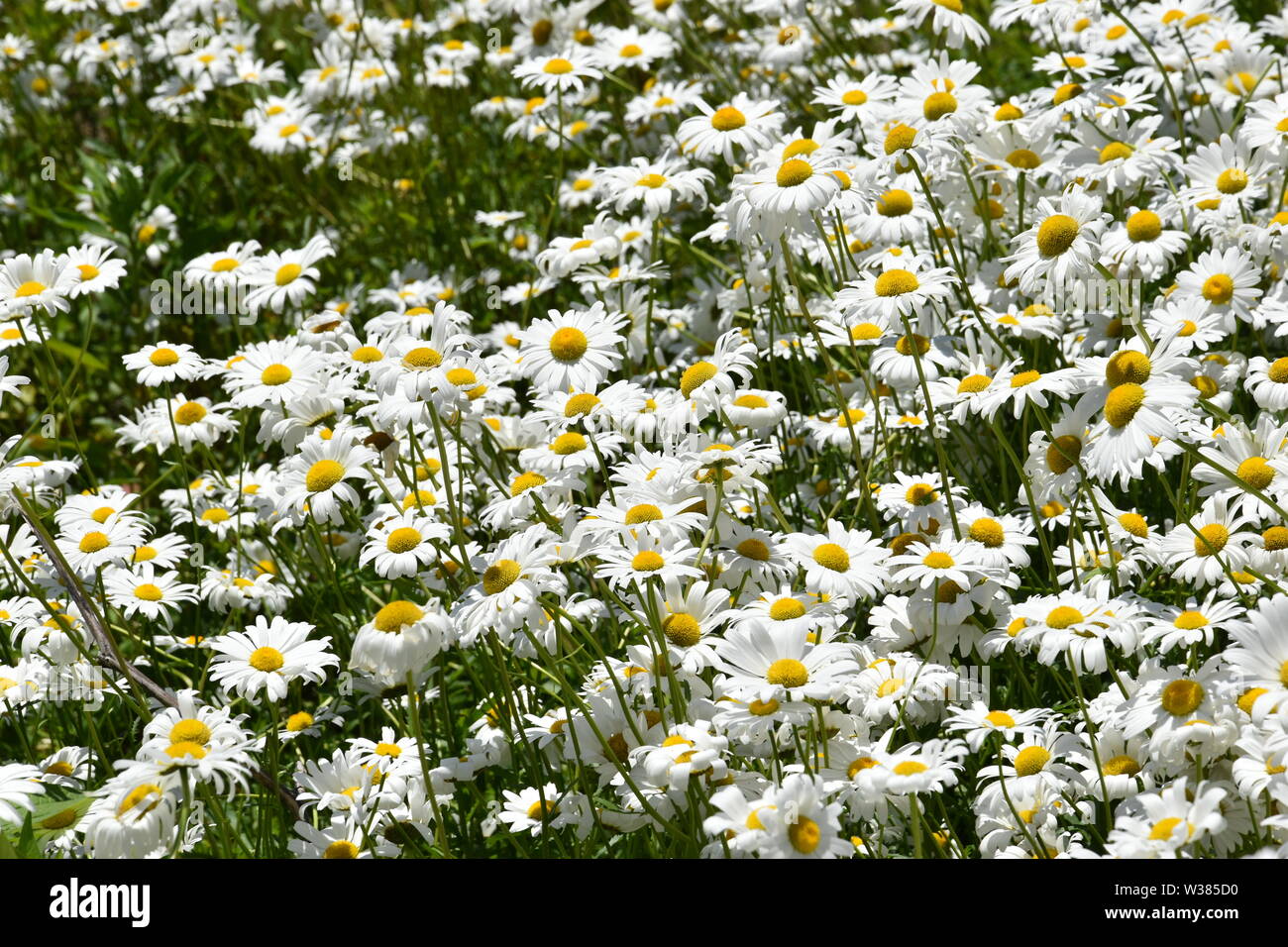 Summer Flowers in New England Stock Photo - Alamy