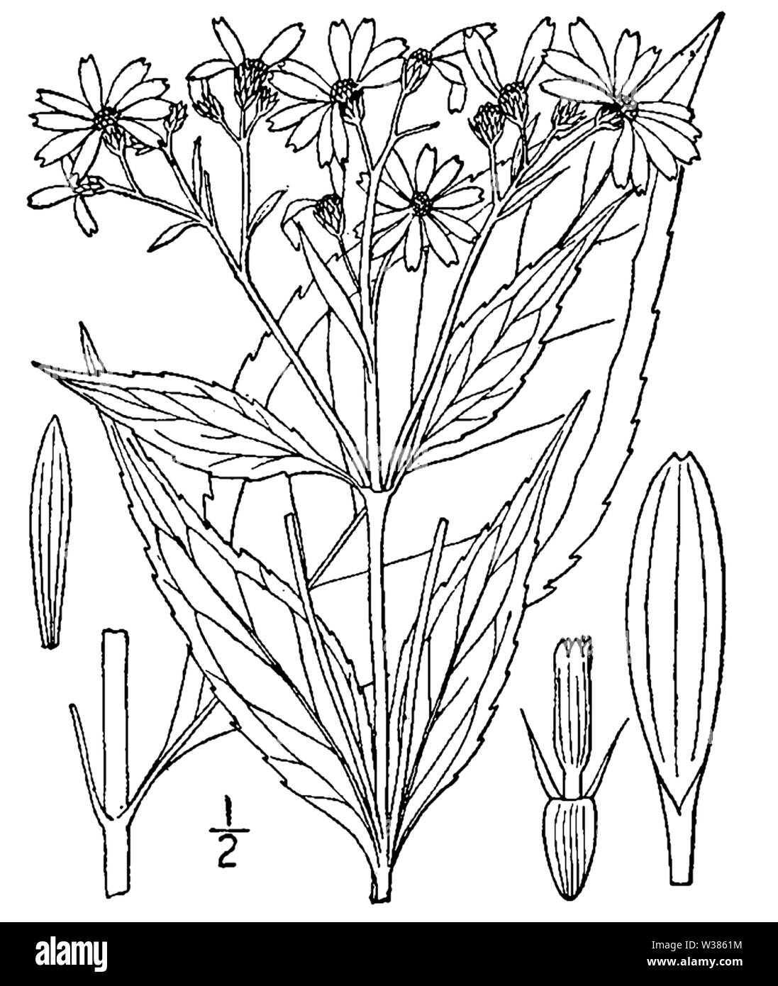 Botanical illustration of Verbesina occidentalis from 1913. Stock Photo