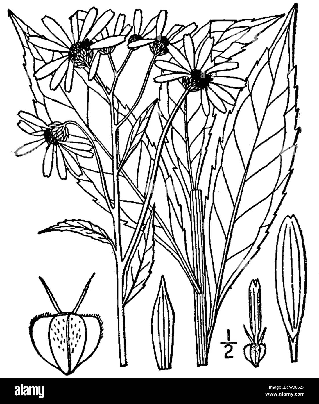 Botanical illustration of Verbesina alternifolia from 1913. Stock Photo