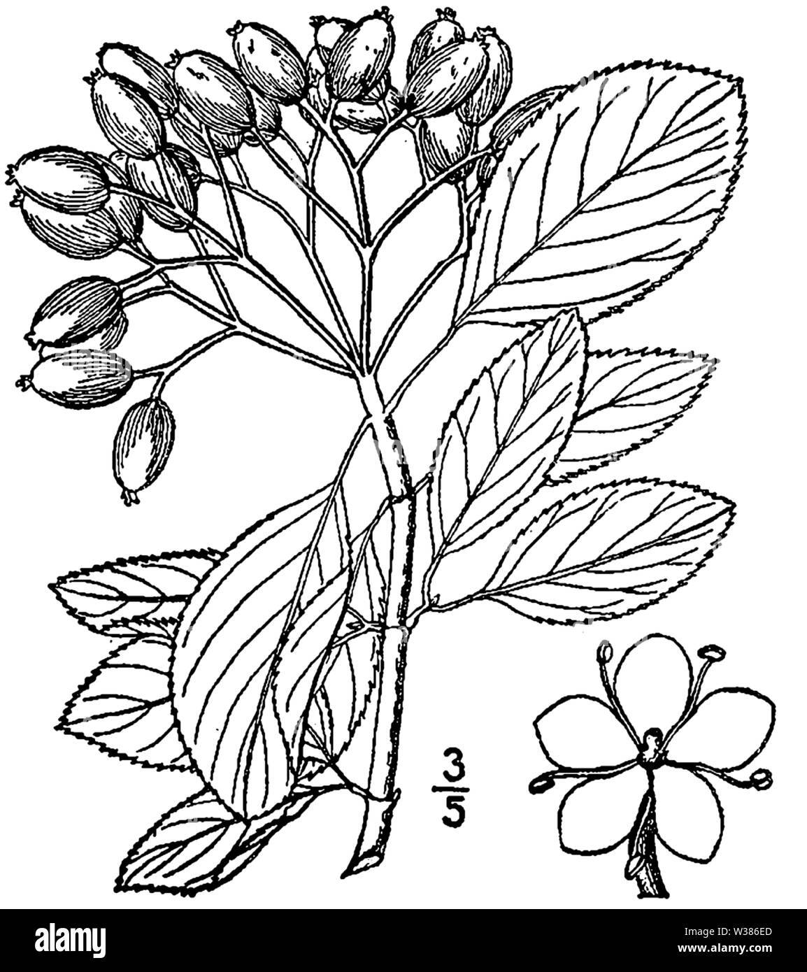 Botanical illustration of Viburnum prunifolium from 1913 Stock Photo