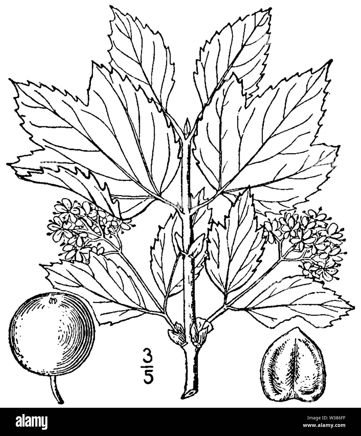 Viburnum edule BB1913 Stock Photo Alamy