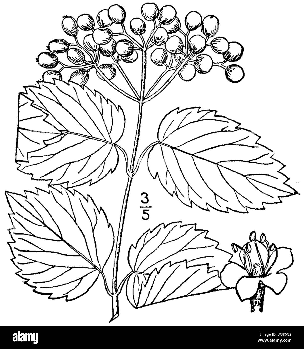 Botanical illustration of Viburnum dentatum from 1913. Stock Photo