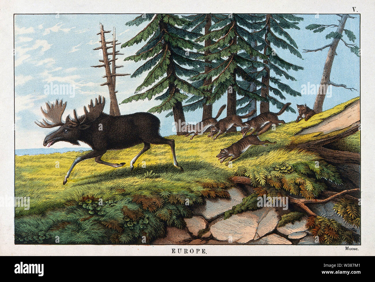 Moose Head Drawing High Resolution Stock Photography And Images Alamy