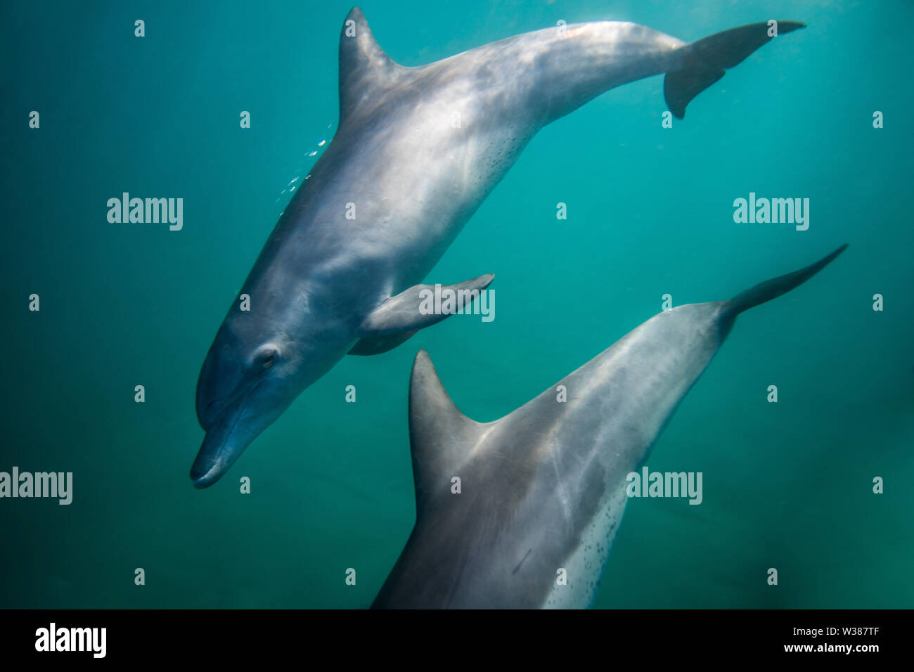 Bottle nose Dolphins swimming underwater near the surface Stock Photo