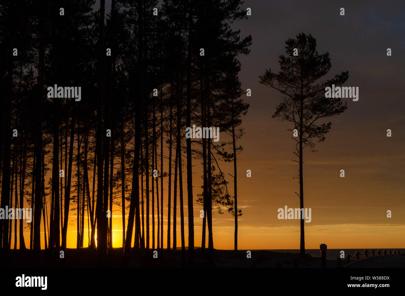 Silhouette of trees at sunset by the sea. Stock Photo