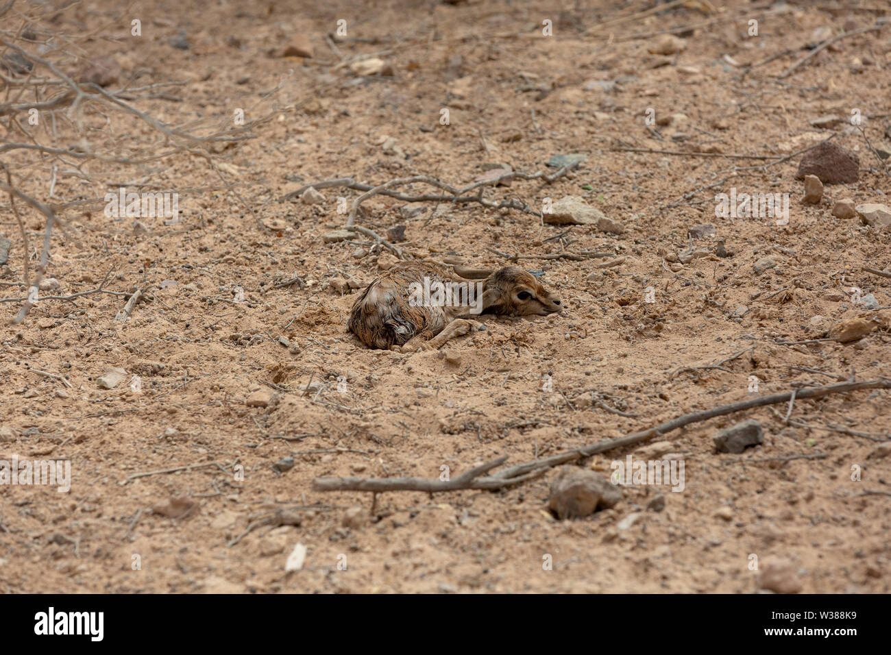 Arabian sand gazelles hi-res stock photography and images - Alamy