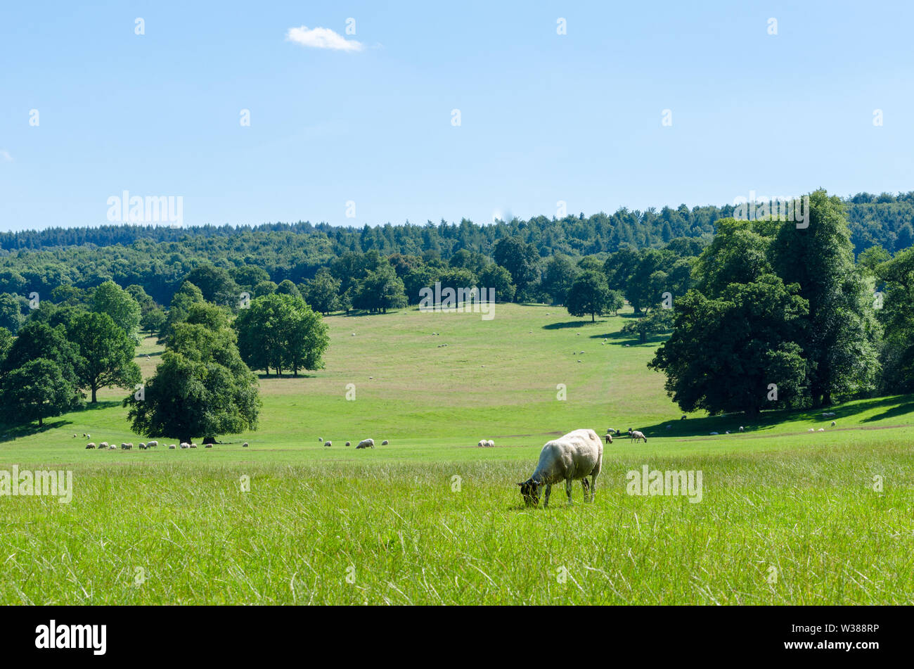 Sheep grazing at Bakewell in the Peak District, Derbyshire, England