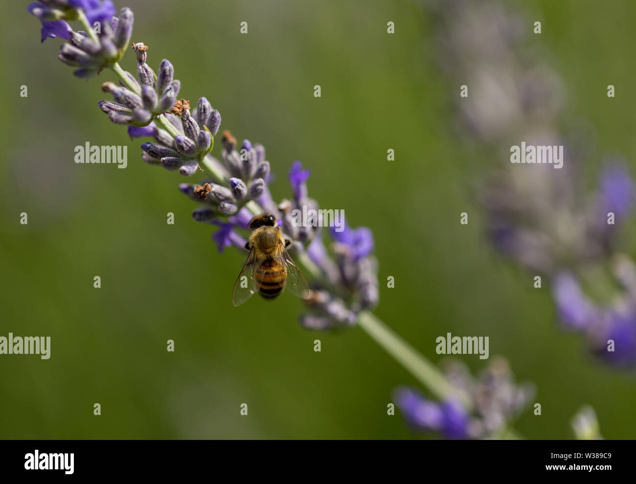Bee and lavender and beehive hires stock photography and images Alamy