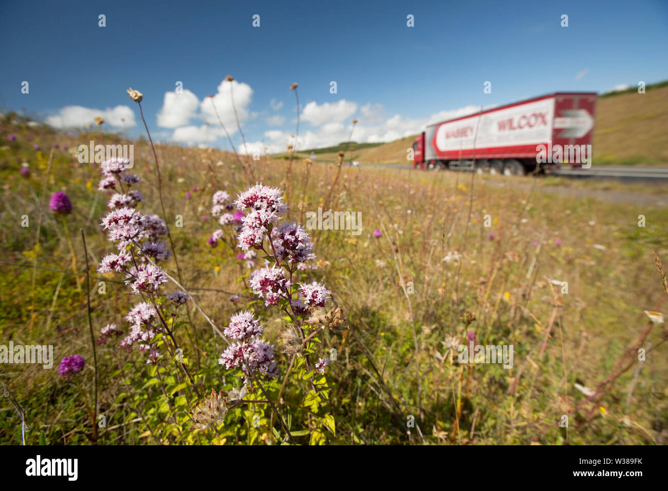 Traffic passing wild marjoram, Origanum vulgare, and other wild flowers ...