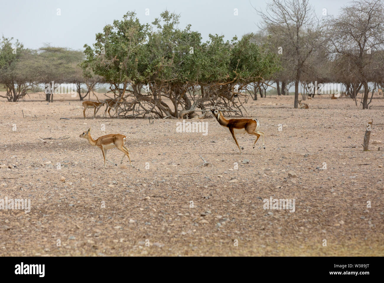 Arabian sand gazelle Stock Photo - Alamy