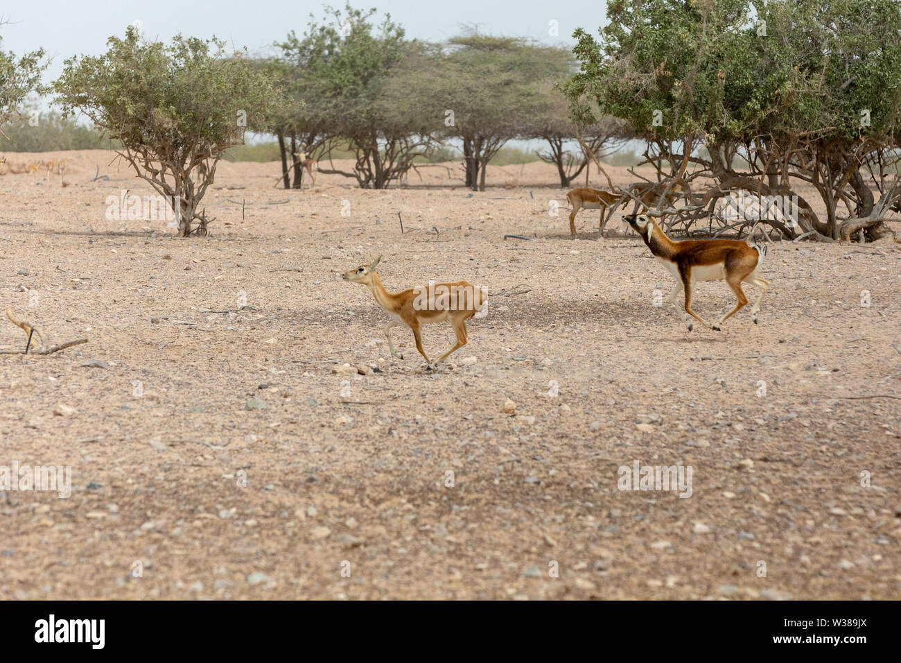 Arabian sand gazelle Stock Photo - Alamy