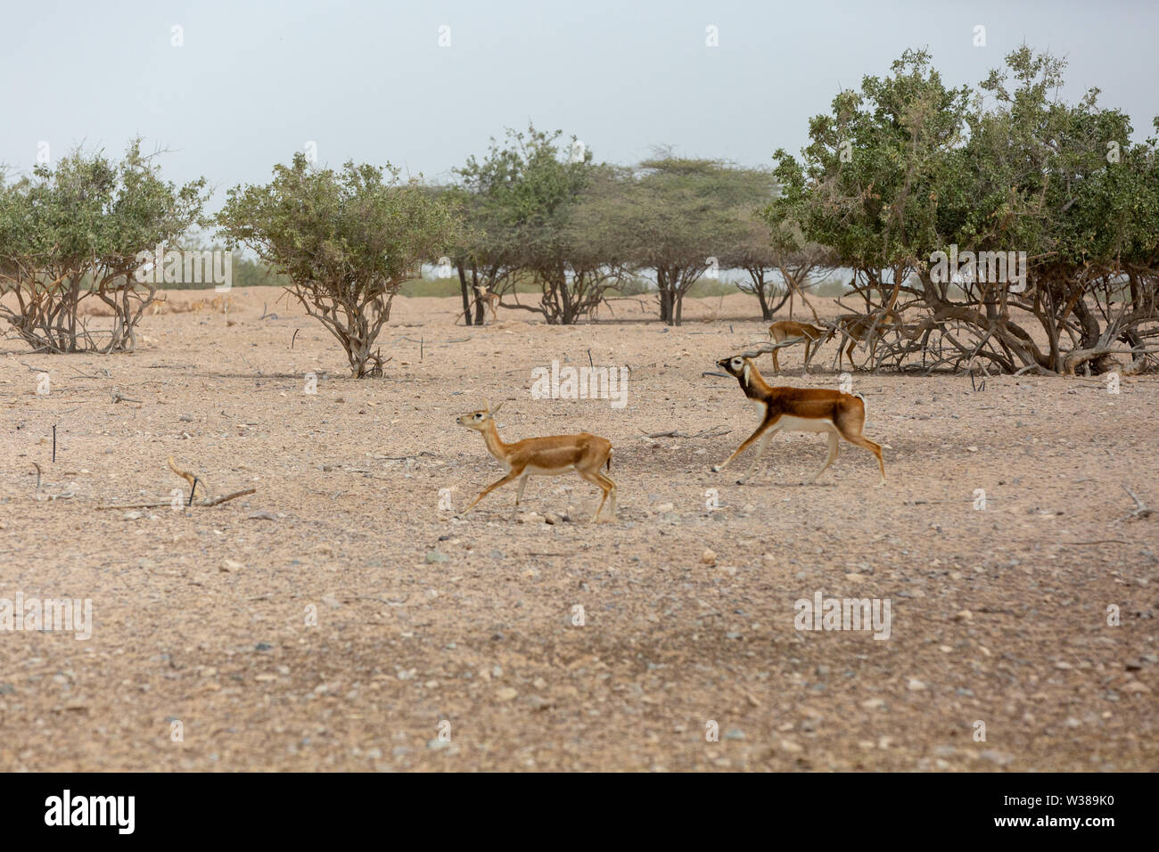 Arabian sand gazelle Stock Photo - Alamy
