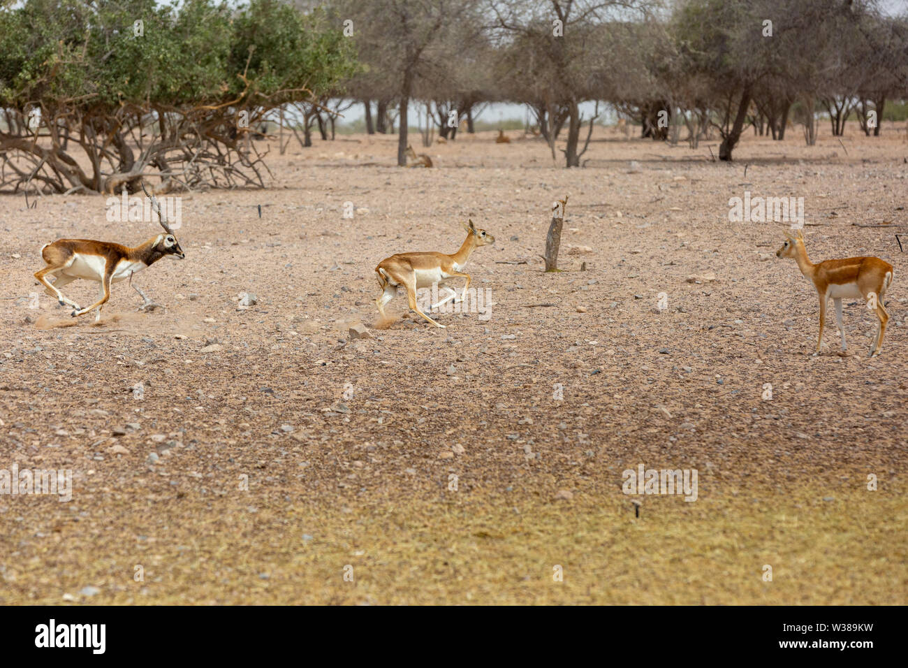Arabian sand gazelle Stock Photo - Alamy