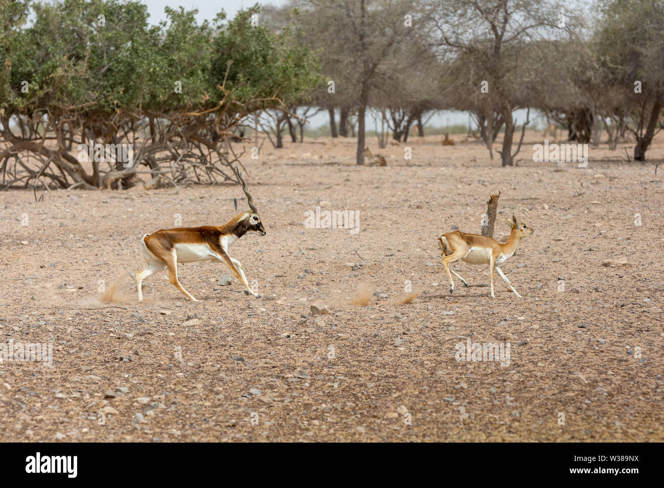 Gazelle Arabic High Resolution Stock Photography and Images - Alamy