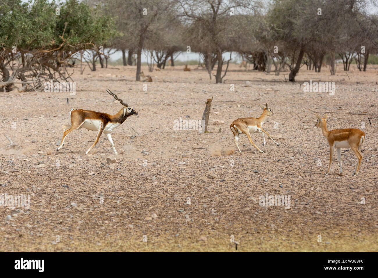 Arabian sand gazelle Stock Photo - Alamy