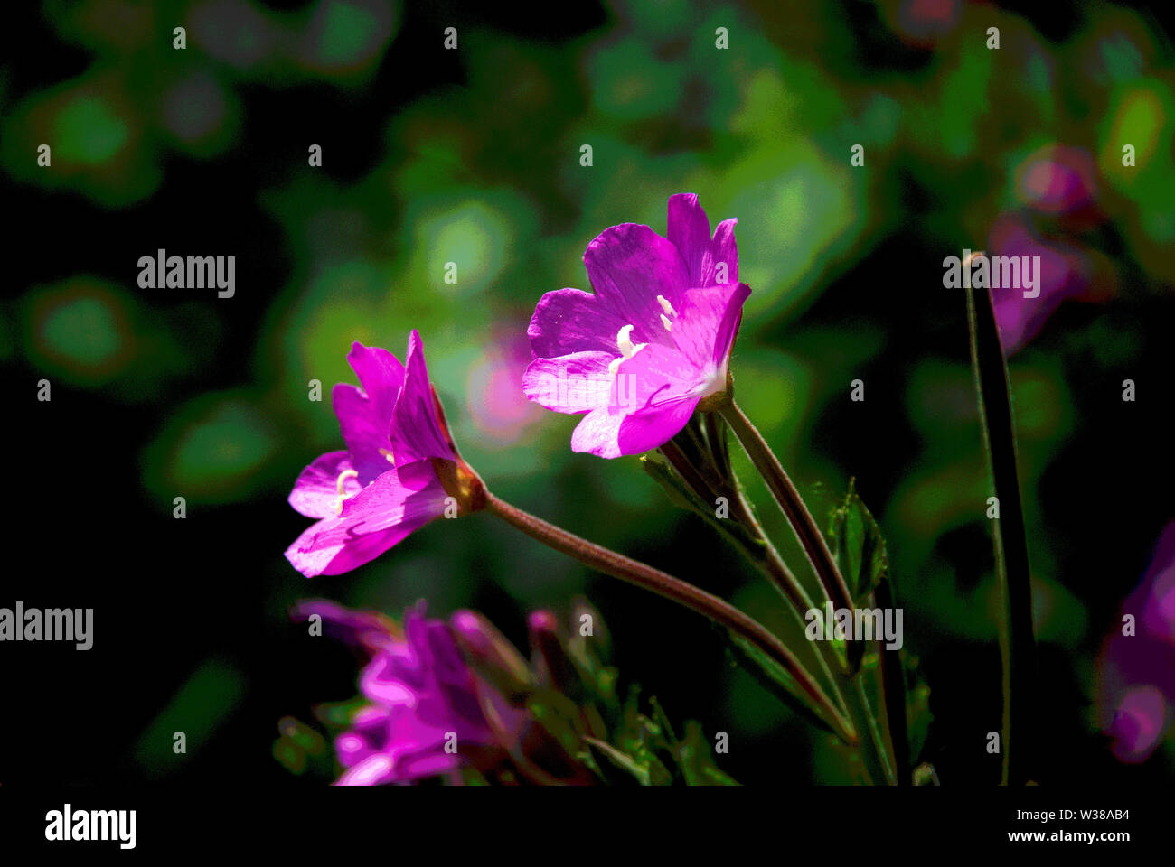 La vie en rose poster hires stock photography and images Alamy