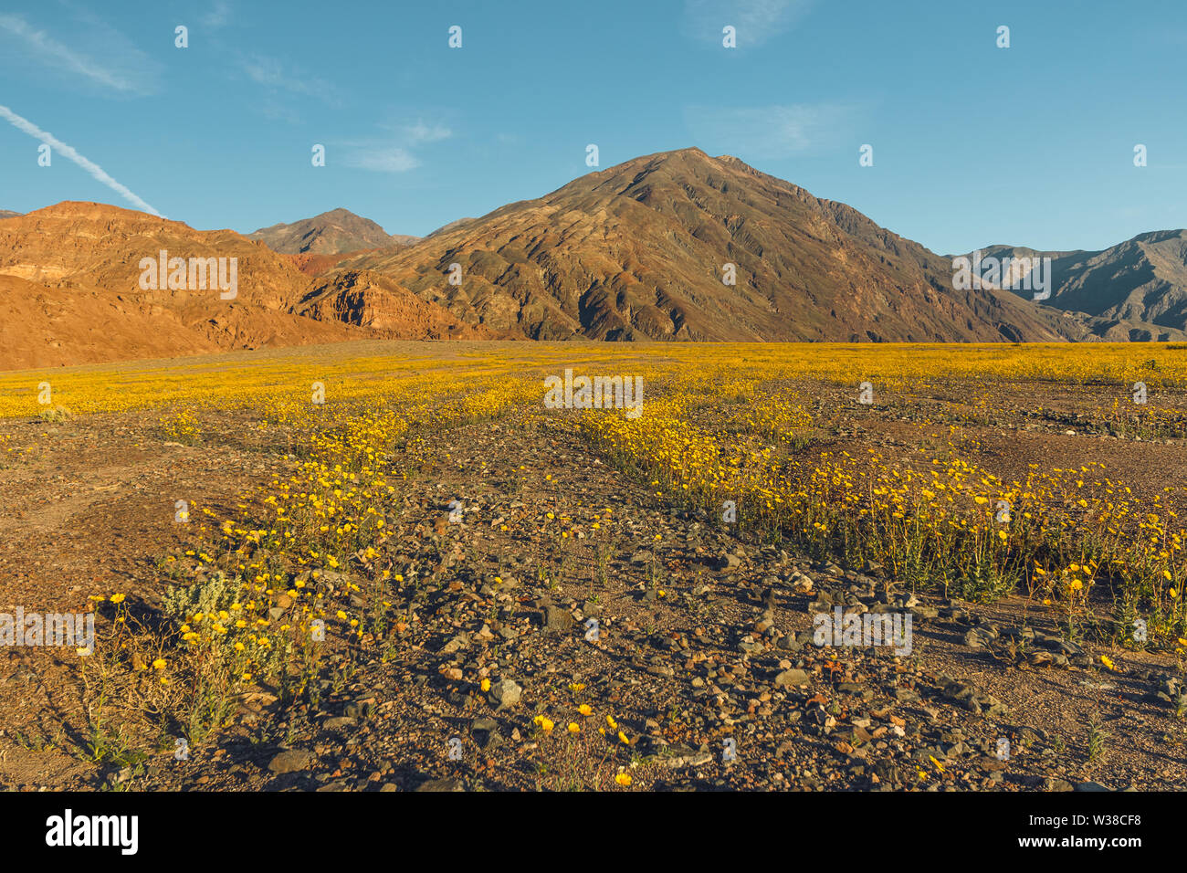 Desert sunflower death valley hi-res stock photography and images - Alamy