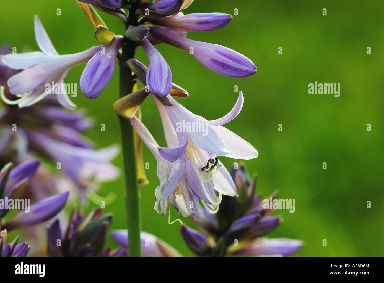 Blooming hosta flower in summer garden. Beautiful purple flowers of Hosta Lancifolia on green background Stock Photo