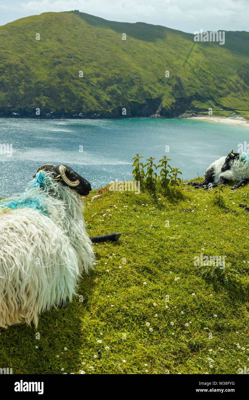 Sheep on cliff edge of Atlantic Ocean on the Wild Atlantic Way on Achill Island in County Mayo ireland Stock Photo