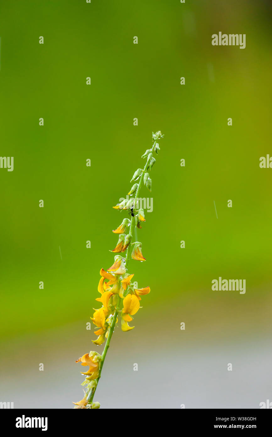 Gardening wildflowers hi-res stock photography and images - Alamy