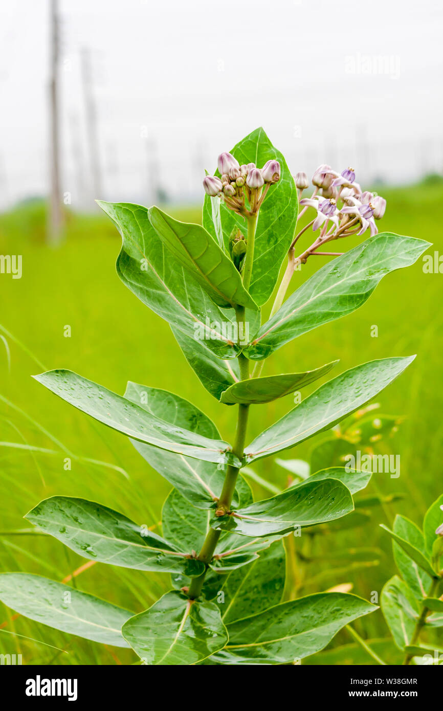 Blooming Purple Crown Flower, Giant Milkweed, Calotropis gigantea, Giant Calotrope Flower Stock Photo