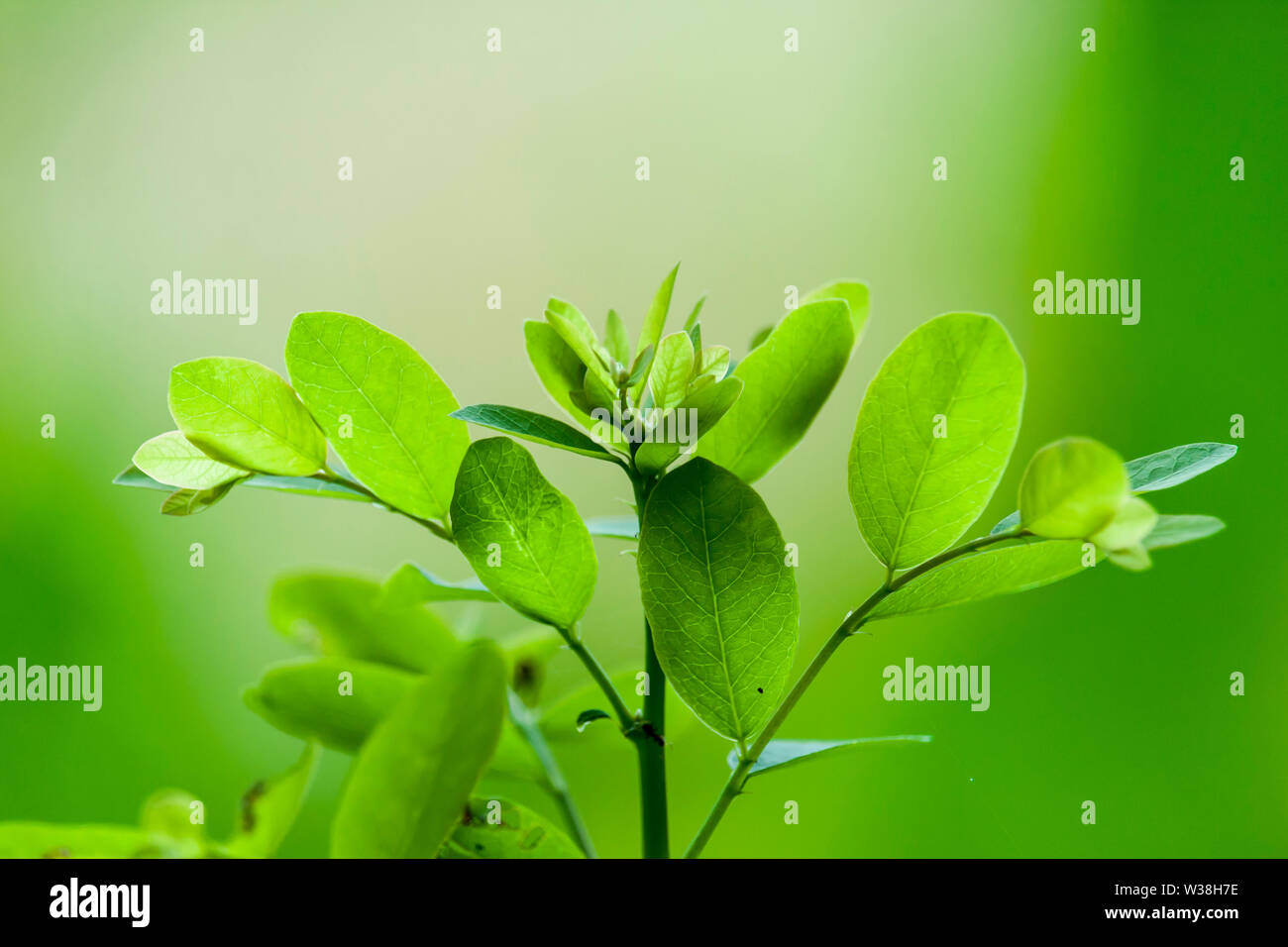 New buds hi-res stock photography and images - Alamy