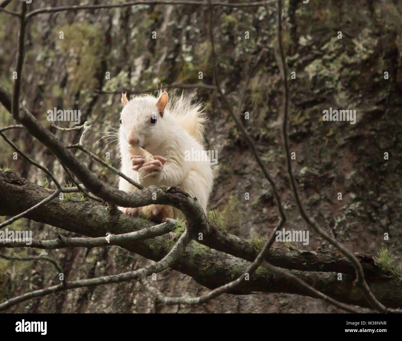 A wild white squirrel pauses for a snack in a large tree in Brevard, North Carolina.  The color is caused by a genetic mutation. Stock Photo